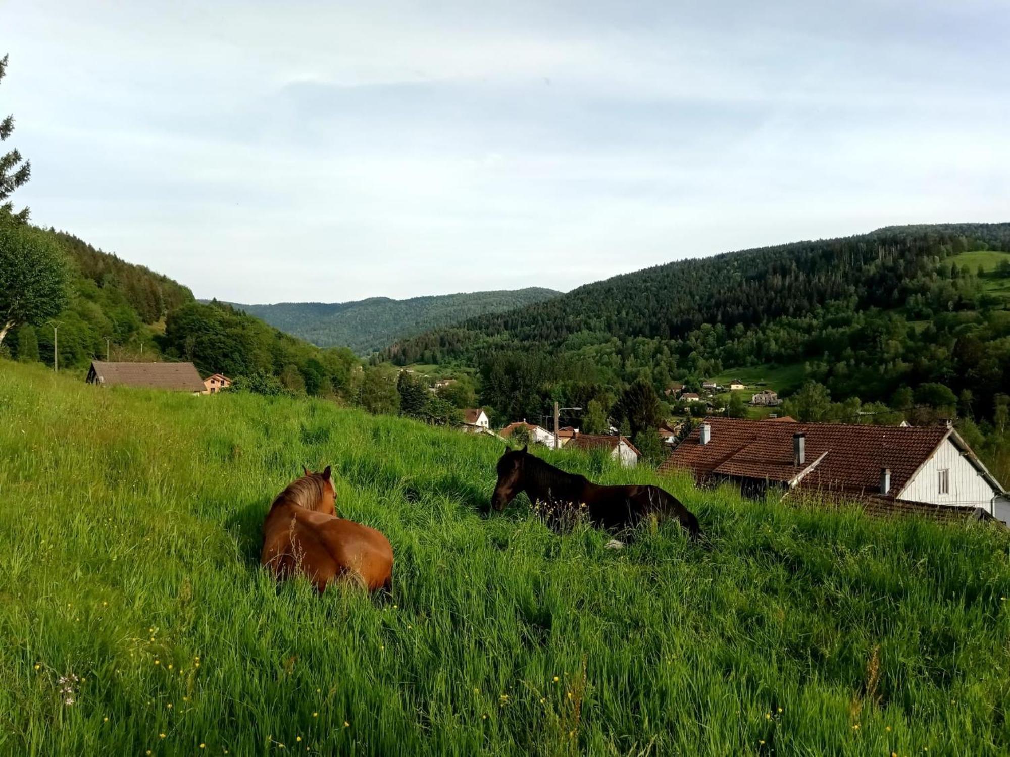Gite De Famille Dans Les Vosges サン・モーリス・シュル・モセル エクステリア 写真